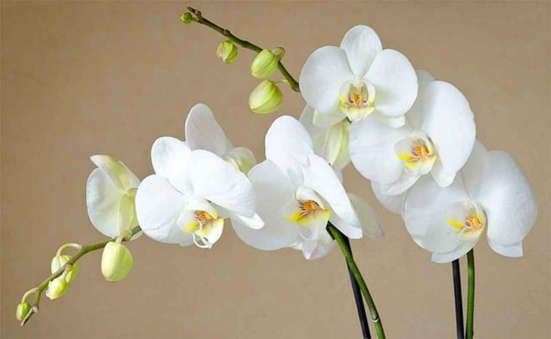 hur man tar hand om orkidéer