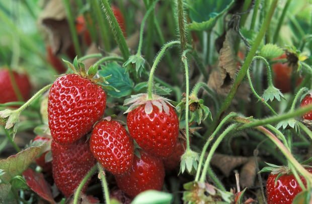 Tappar jordgubbar i vikt?