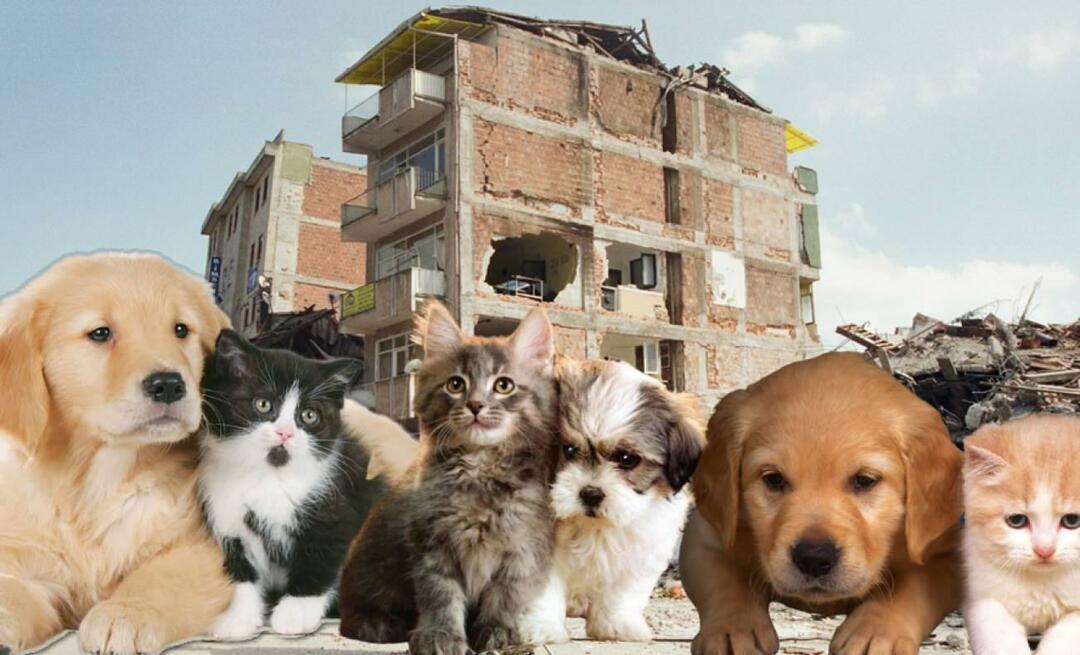 Vad ska de som har husdjur göra före och efter jordbävningen? De som har ett husdjur vid tidpunkten för jordbävningen