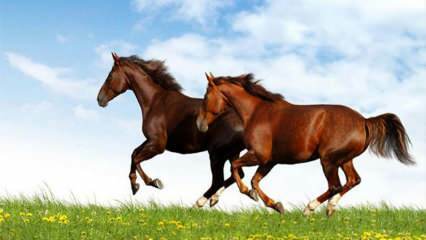 Vad betyder det att se en häst i en dröm? Betydelsen av att rida en häst i en dröm enligt Diyanet