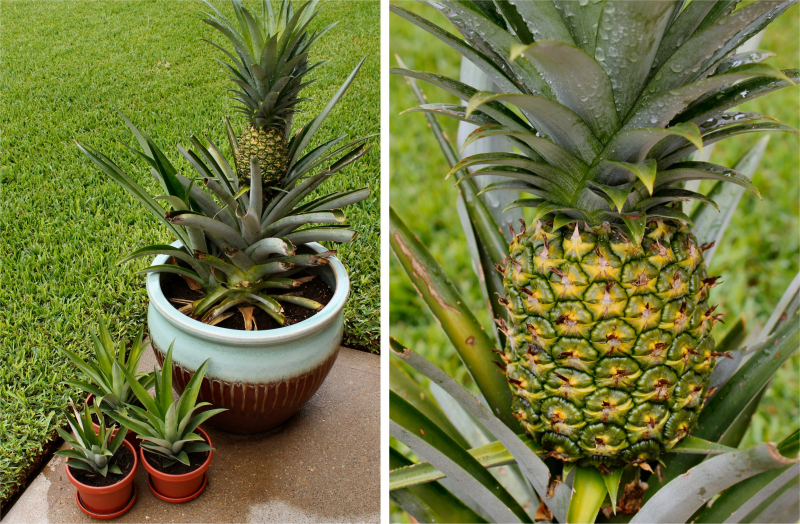 Hur man växer ananas hemma? Hur görs ananasrotning?