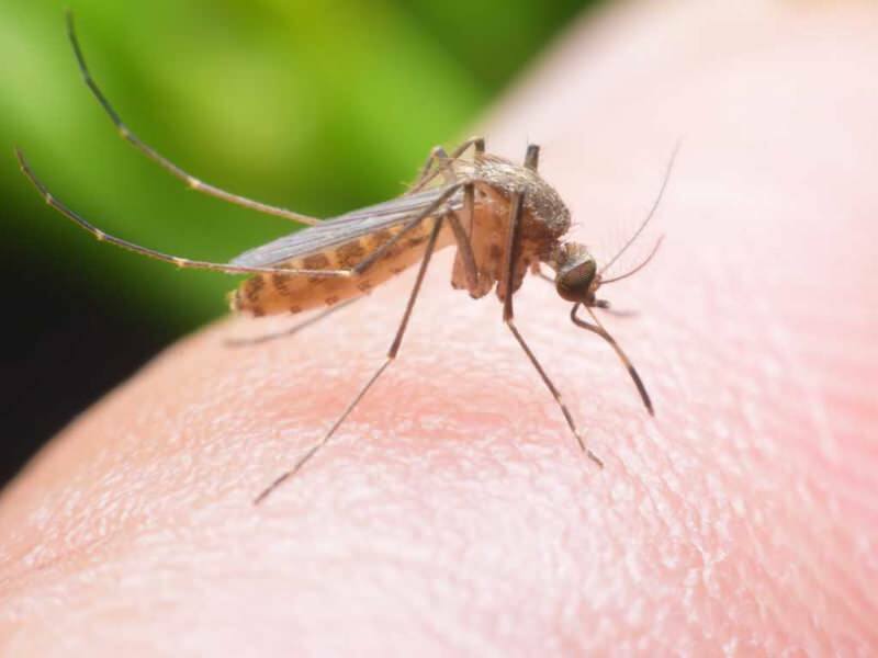 Hur gör man en naturlig myggavvisande hemma? Naturliga fluganavvisande recept