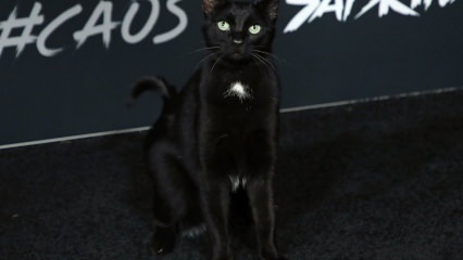 En svart katt på Hollywood-premiären ...