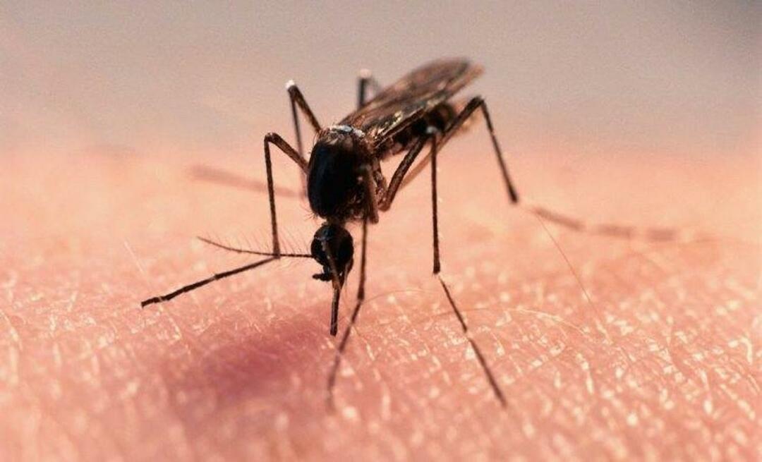 Naturlig formel för att bli av med myggor
