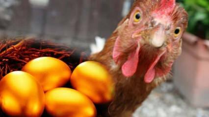 En Bursa-medborgare tog med sig guldläggande kyckling från Brasilien