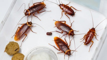 Hur man behandlar kackerlackor i huset? Hur man förstör en kackerlacka