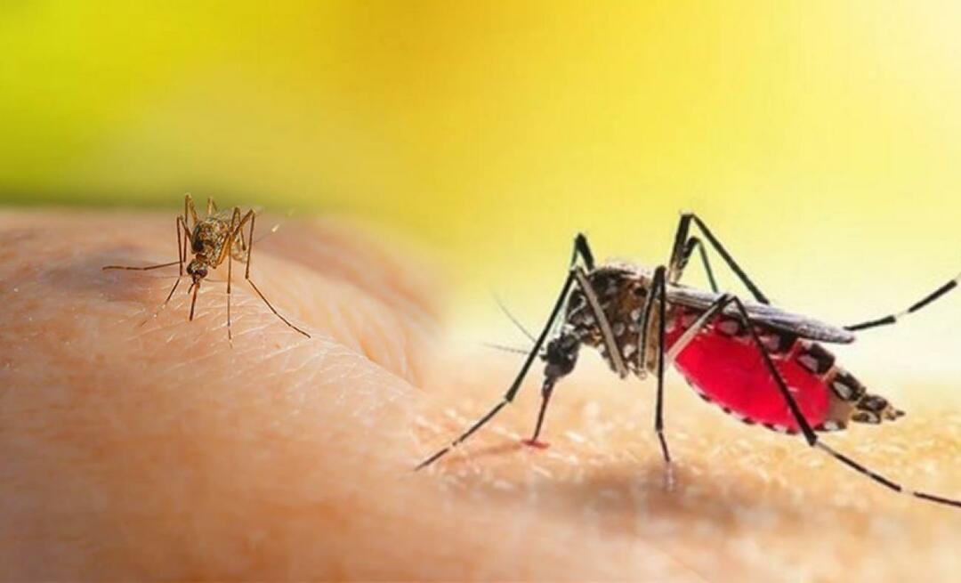 Vilka är symptomen på ett Aedes-myggbett? Sätt att undvika ett Aedes-myggbett?