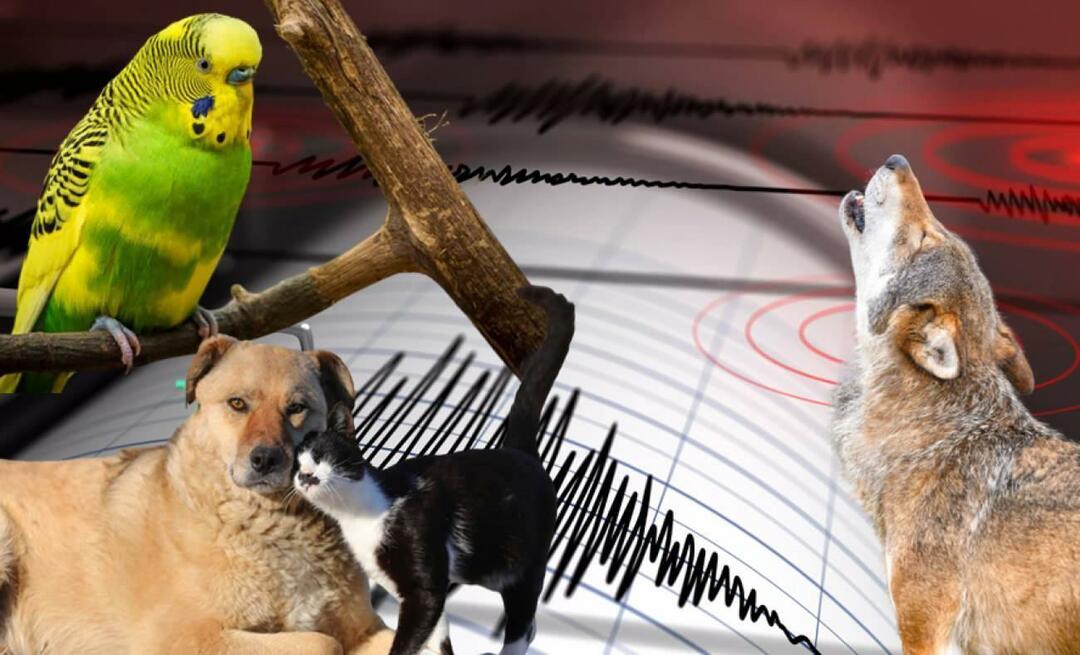 Känner djur av jordbävningar i förväg? Jordbävning och onormalt djurbeteende...