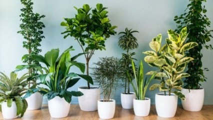 8 växter som är lätta att underhålla