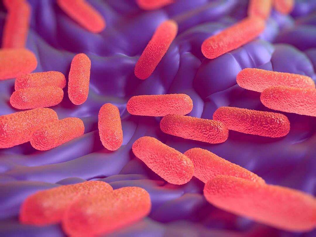 Vad är salmonellabakterier? Vilka är symtomen på Salmonella?
