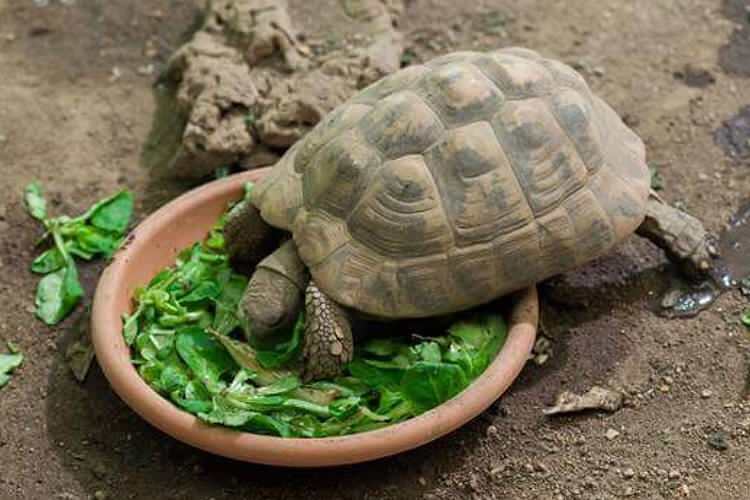 Vad äter sköldpaddan och hur matas den? Vilka är de livsmedel som sköldpaddan älskar?