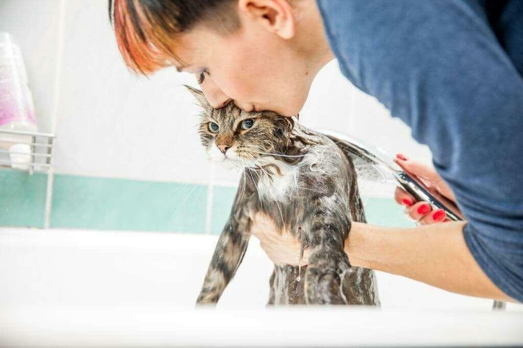 Metoder för att tvätta katter