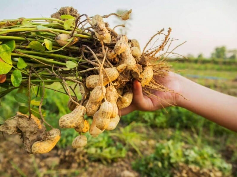 Vilka är fördelarna med jordnötter? Om du konsumerar en handfull jordnötter om dagen ...