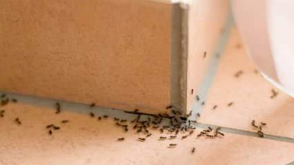 Effektiv metod för att ta bort myror hemma! Hur kan myror förstöras utan att döda? 