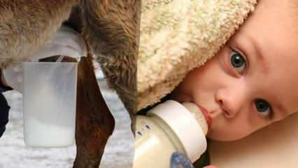 Vilken mjölk är närmast bröstmjölk? Vad ges barnet i bröstmjölksbrist?