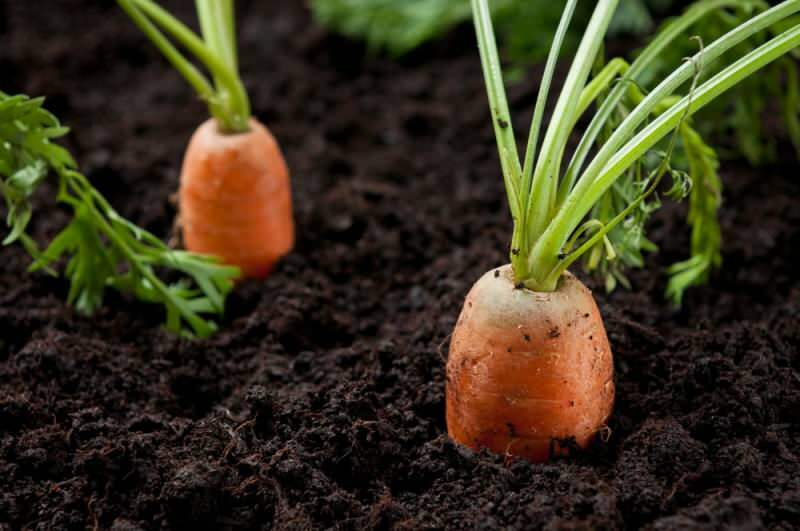Hur man odlar morötter i krukor hemma? Morot odlingsmetoder i krukor