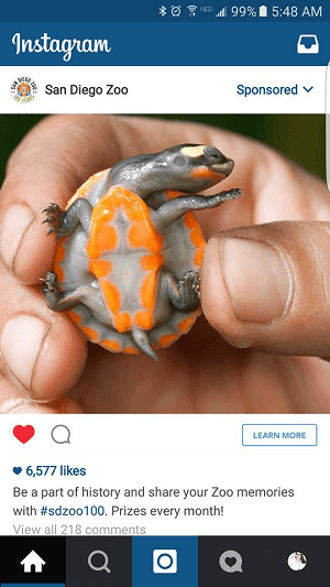 zoo instagram-annons