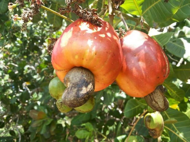 Fördelarna med cashewnötter 