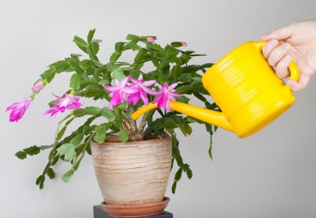  Vad ska göras för blommor som får överskott av vatten? 