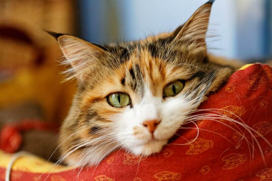 Har katter morrhår trimmade?