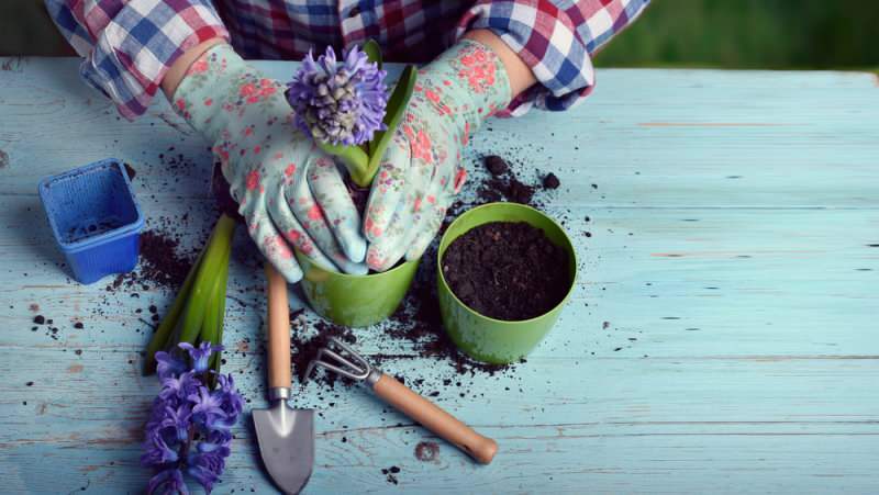 vilka blommor planteras på våren