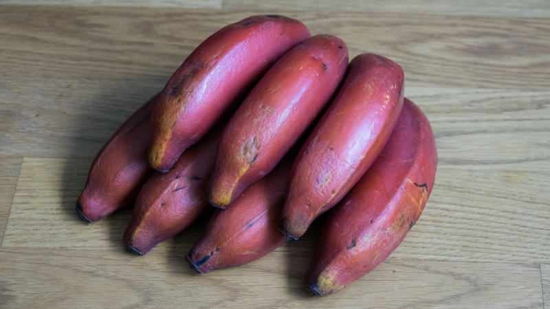 röda bananer blir lila när de mognar