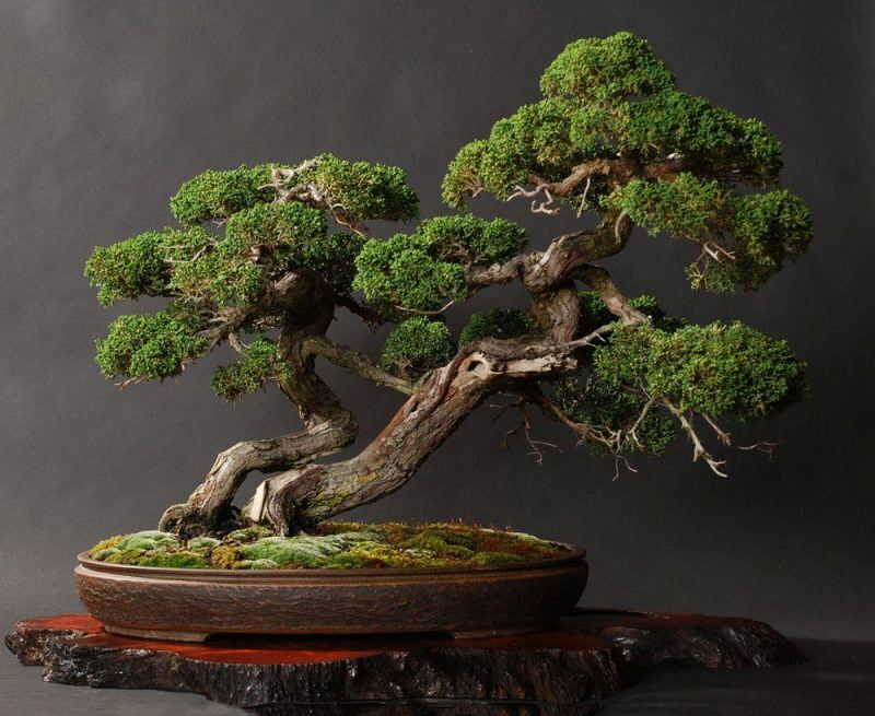 Hur man odlar ett bonsaiträd? Hur man tar hand om bonsaiträd Bonsai-trädfunktioner
