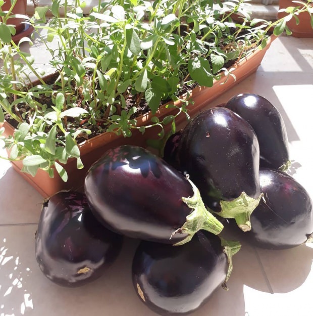 Fördelarna med aubergine stjälk