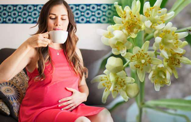 Är örtte te berusad under graviditeten? Riskabla örtteer under graviditeten