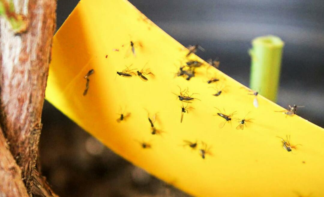 Den definitiva lösningen för insekter hemma! Hur förhindrar man att små flugor flyger hemma?