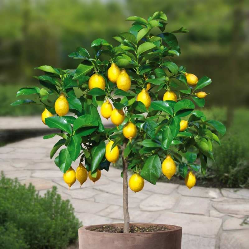 Hur man odlar citroner i krukor hemma? Tips för odling och underhåll av citroner