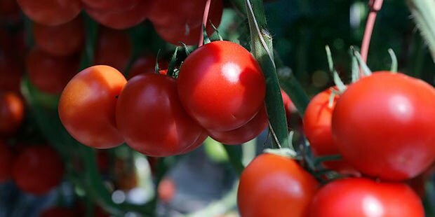 Gynnar tomat huden?