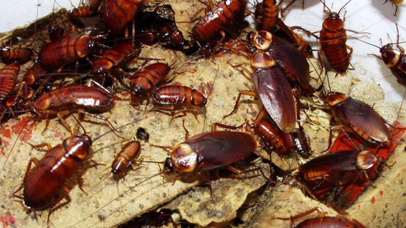 Hur man behandlar kackerlackor hemma | Hur förstör jag kackerlackor?