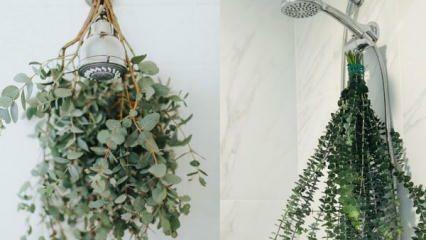 Hur man hänger eukalyptus i duschen? Sätt att använda eukalyptus i badrumsinredning!