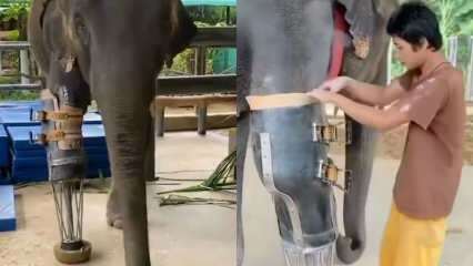 De unga sociala medierna skakade ditt protetiska ben för elefanter! 