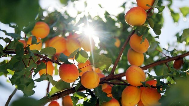 Hur tillverkas aprikoste?