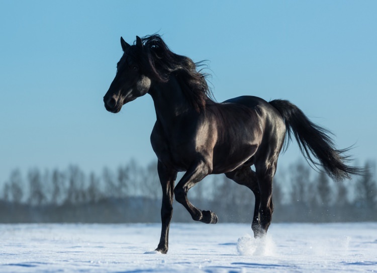 Hur säger jag en häst i en dröm? Vad är meningen med att se en häst i dröm?