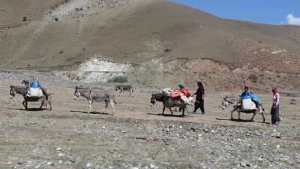 Utmanande "mjölk" -resa för nomadkvinnor på åsnor!