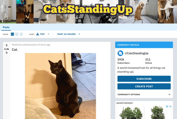 Hur du marknadsför ditt företag på Reddit, exempel på inlägg från subreddit r / CatsStandingUp