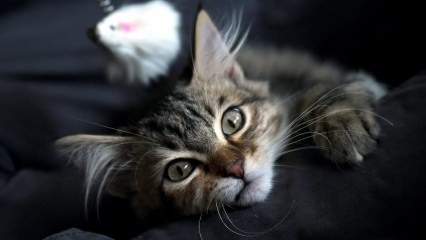 Hur ska kattströ rengöras? Vad gör man mot doften av Cat Litter?