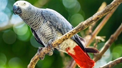 Hur tar man hand om Jako papegojan? Hur matas det? Hur tränas det?