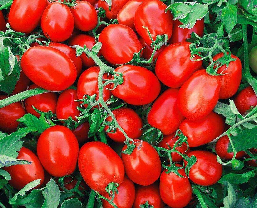 Hur man väljer konserverade tomater