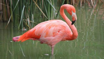 Adana blev hem för "Pink Flamingos"!