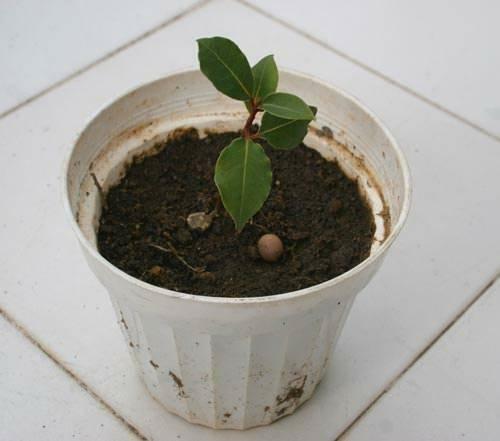 plantera ett lagerträd
