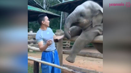 De stunderna mellan elefanten och dess keeper!