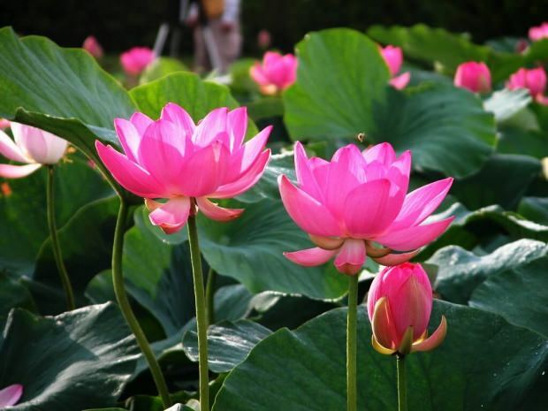 Vilka är fördelarna med lotusblomman? Vad gör lotusblomma te?
