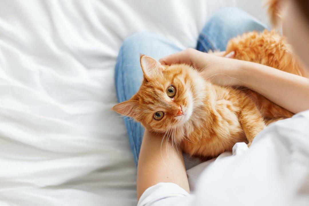 Hur vet man om katter är glada? Älskar min katt mig? Betydelsen av katternas rörelser
