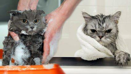 Tvättar katter? Hur tvättar man katter? Är det skadligt att bada katter?