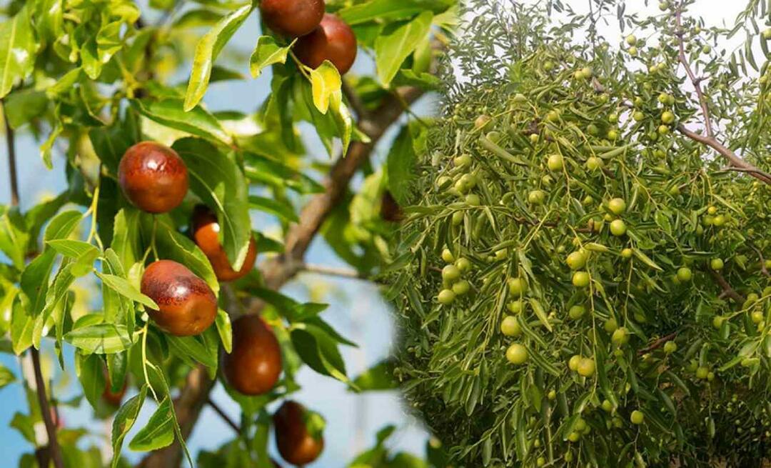 Hur gror man jujubefrön? Hur odlar man jujubeväxt i kruka? jujube vård