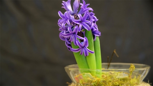 Hur man reproducerar hyacintblommor